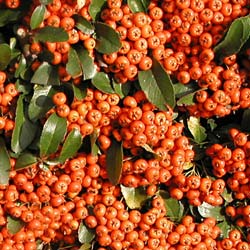 Buisson ardent Orange / Pyracantha Flammea